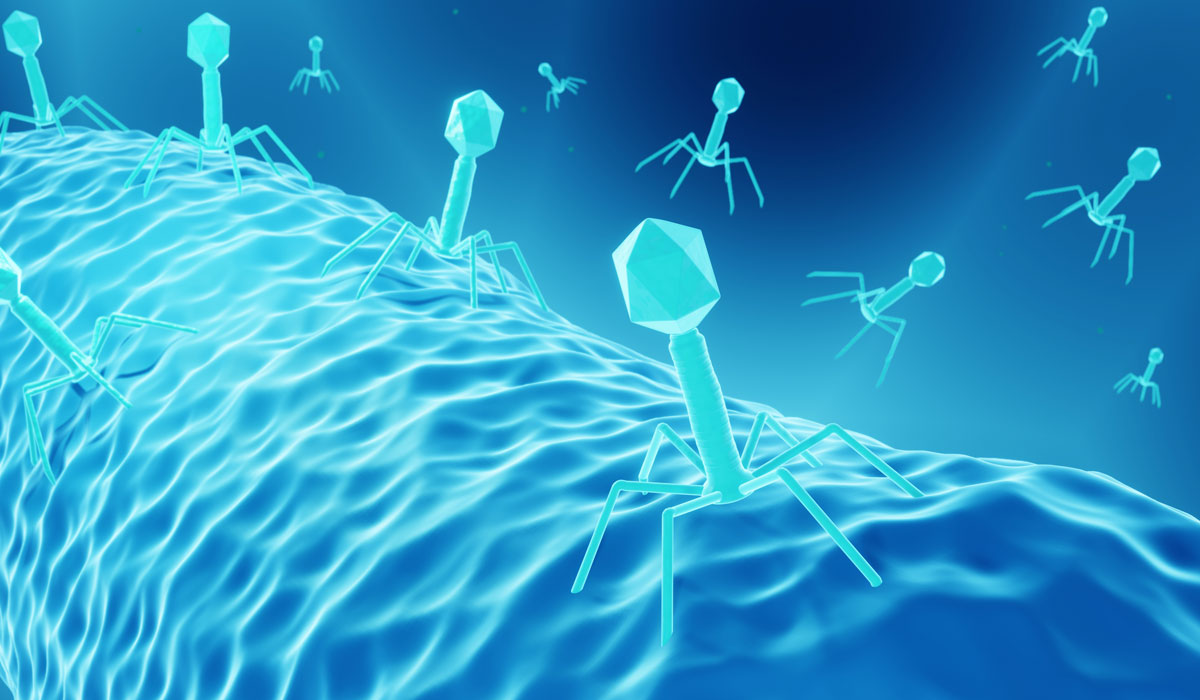 Phage infections illustration