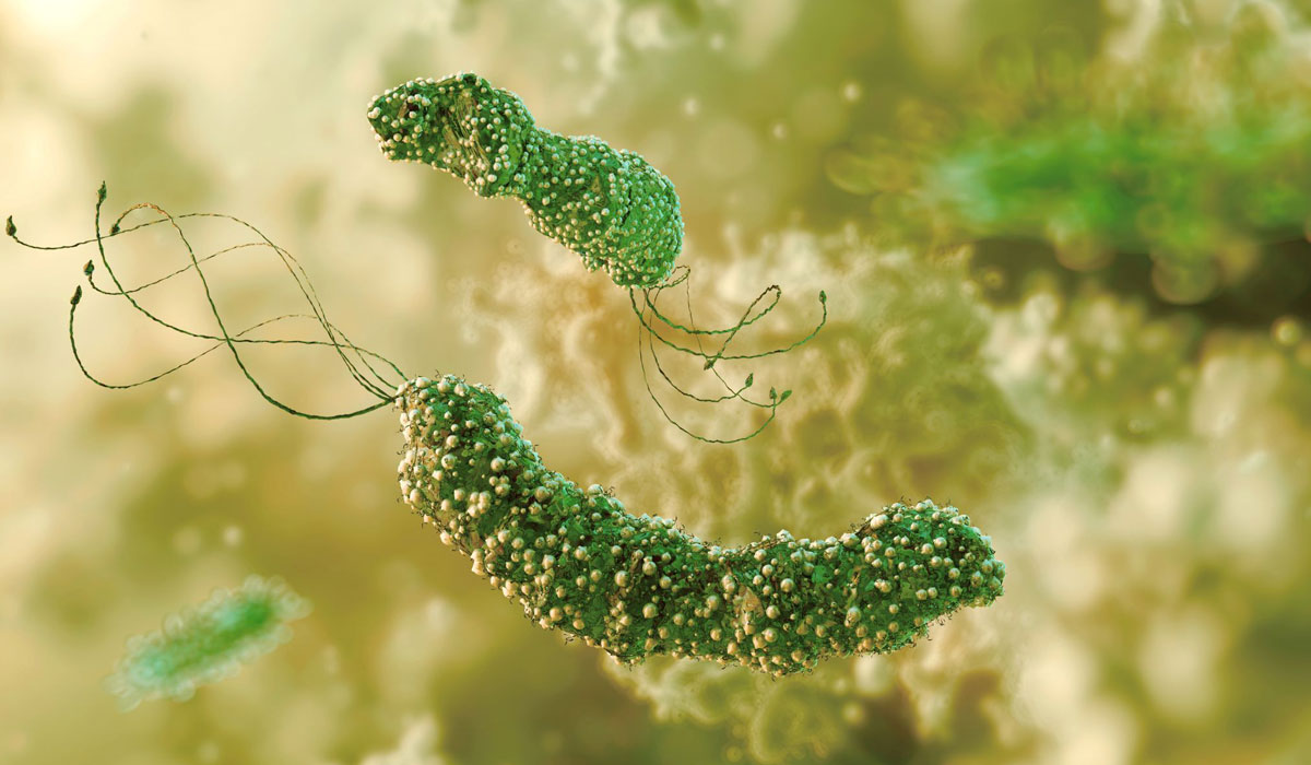 Gut bacteria