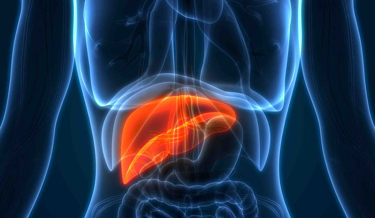 Diagram of a liver